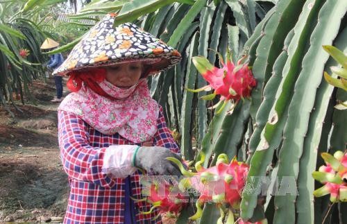 Nhiều triển vọng với xuất khẩu trái cây Việt Nam (Bài 1)