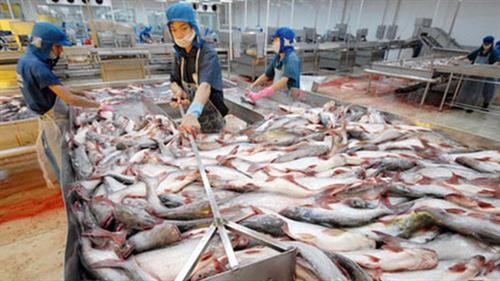 2017年越南查鱼出口额有望达18亿美元