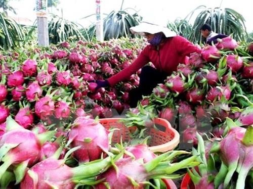 越南蔬果出口创奇迹 首次超越原油出口额