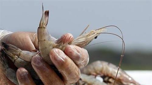 泰国禁止从印度进口原料虾类产品