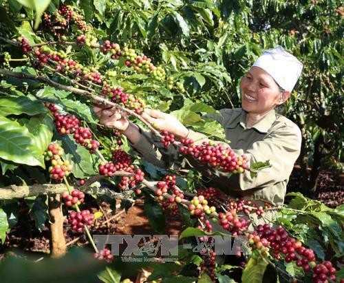西原地区各省努力确保出口咖啡豆质量