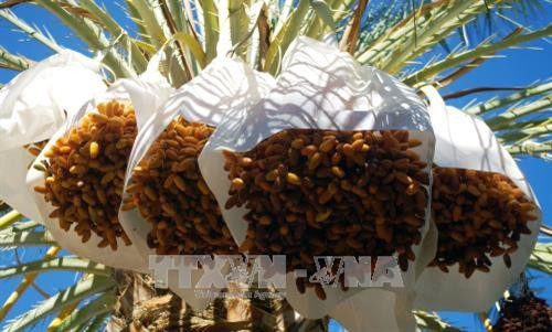 阿尔及利亚有意将其椰枣进军越南