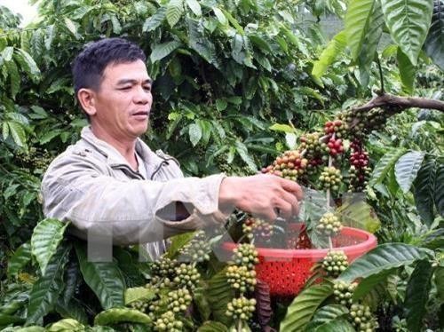 Mưa kéo dài làm chậm tiến độ thu hoạch cà phê ở Tây Nguyên