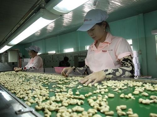 柬埔寨成为越南腰果原料第五大供应国