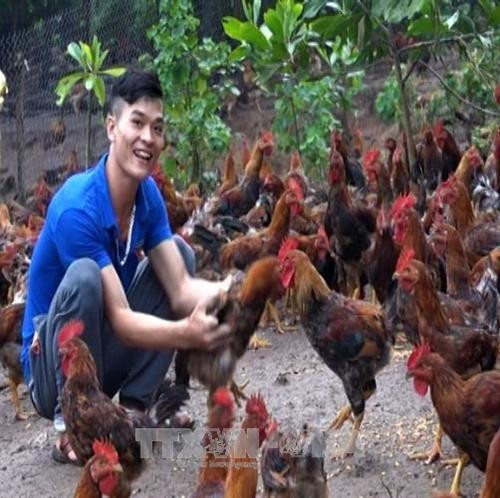 Anh Chìu Quý Nguyên làm giàu từ mô hình chăn nuôi gà