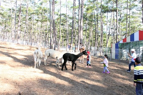 ZooDoo Đà Lạt – nơi giáo dục tình yêu thiên nhiên cho trẻ