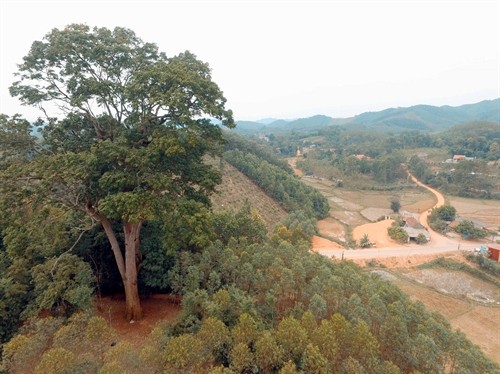 Đón Bằng công nhận cây Lim xanh nghìn năm tuổi ở Yên Thế là Cây di sản Việt Nam