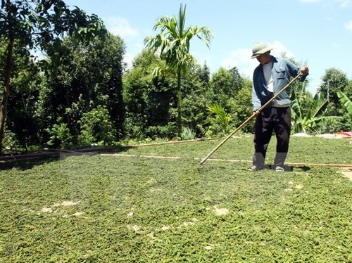 越南胡椒产量预计增长15%以上