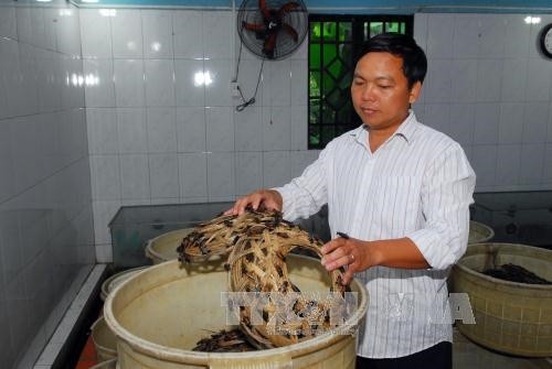 Anh Lê Thanh Tùng làm giàu từ mô hình nuôi côn trùng