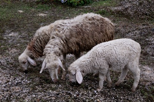 Phát triển mô hình chăn nuôi cừu ở Nghệ An