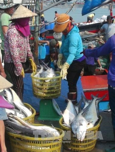 Ngư dân Quảng Trị đánh bắt được nhiều cá giá trị lớn