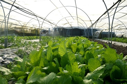 Thu nhập cao từ trồng rau an toàn