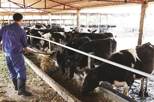 Mộc Châu nâng cao chất lượng đàn bò sữa