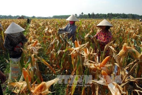 Nông dân huyện Củ Chi (Thành phố Hồ Chí Minh) thu hoạch ngô lai