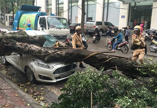 Mưa đầu mùa kèm gió mạnh làm đổ cây trên phố Phan Huy Chú (Hà Nội)