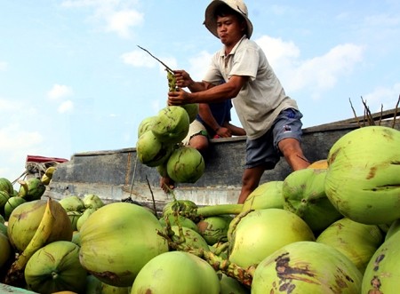Dừa tươi tăng giá mạnh, nông dân thu lãi cao