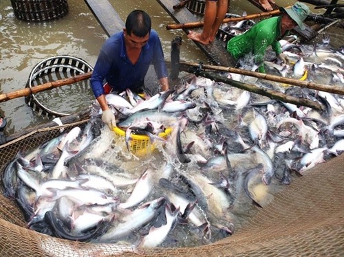 越南查鱼养殖面积及其产量猛增
