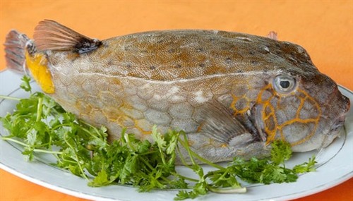Về Bình Thuận ăn cá Bò Hòm nướng