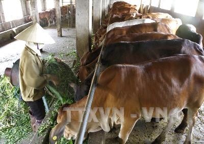 Sóc Trăng phát triển chăn nuôi bò thịt theo hướng nâng cao giá trị gia tăng