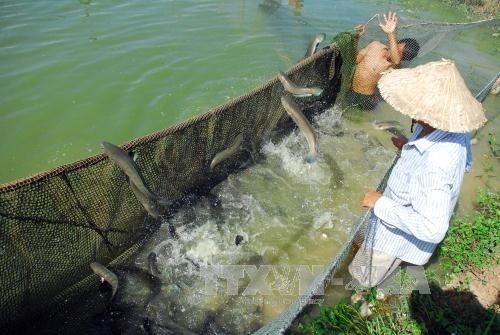 Hợp tác xã Thủy sản Tương Lai cung cấp sản phẩm sạch