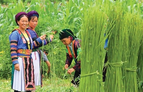 Cây lanh - biểu tượng văn hoá người Mông