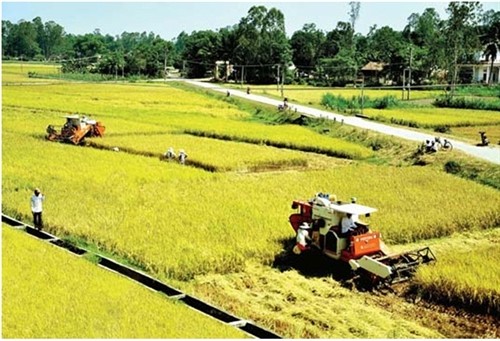 Thành công trong chuyển đổi cơ cấu cây trồng, vật nuôi ở Bình Sơn