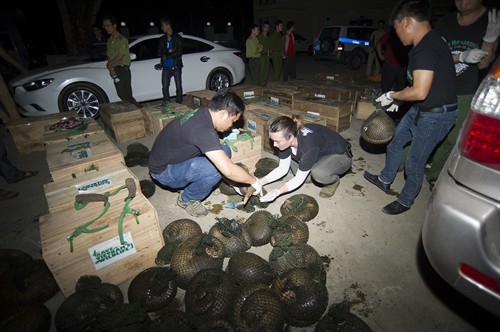 Hơn 500 kg tê tê Java được cứu hộ
