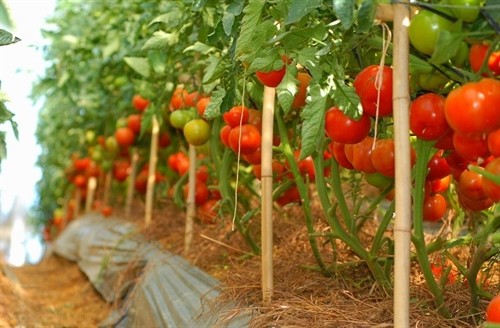 Cây cà chua, kỹ thuật trồng và chăm sóc như thế nào?