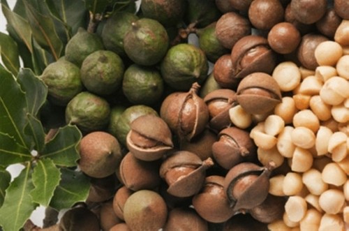 7 tác dụng bất ngờ từ hạt Mắc ca (Macadamia)