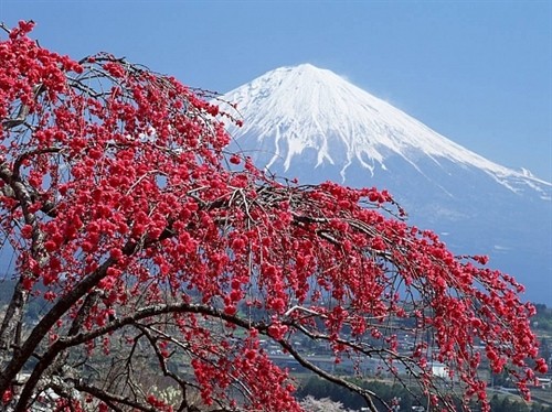 Núi Phú Sĩ - nét văn hoá Nhật Bản