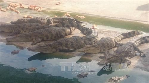 Bảo tồn động vật hoang dã: Nguy cơ nhìn từ việc gây nuôi cá sấu