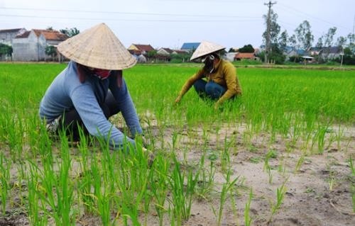 Vượt khó nhờ trồng lúa trên đất cát trắng bỏ hoang