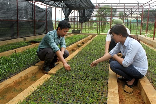 Ứng dụng thành công phương pháp nuôi cấy mô sản xuất cây keo giống