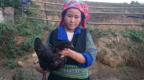 Đặc sản gà đen của người Mông