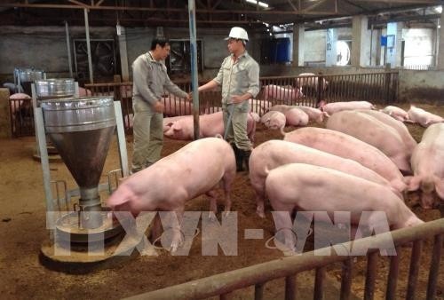 Đồng Tháp cơ cấu lại thời hạn trả nợ cho người chăn nuôi lợn
