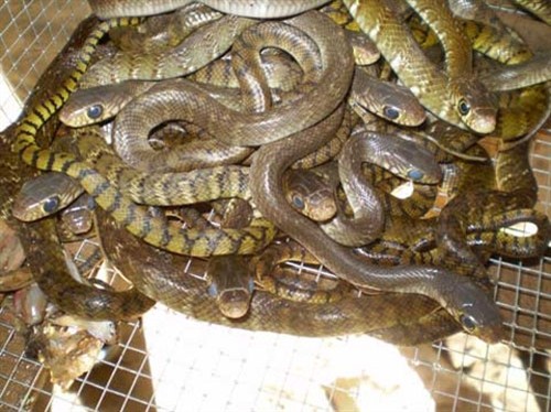 Nguồn gốc kinh ngạc của loài rắn nguy hiểm nhất Australia