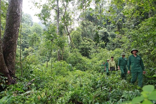 Sơn La giữ rừng bền vững dựa vào cộng đồng