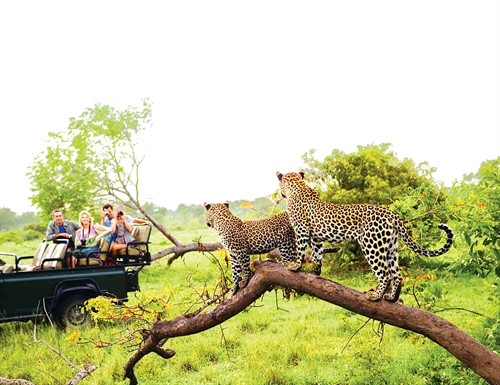 Công viên quốc gia Kruger ở Nam Phi