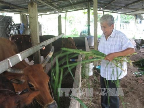Cựu chiến binh Võ Văn Chuột chuyển đổi cây trồng vật nuôi