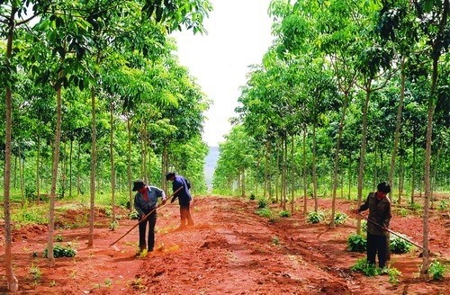 Kỹ thuật trồng và khai thác cây cao su ở vùng Tây Nguyên