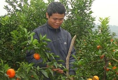 Anh Nông Văn Lâm làm giàu từ trồng cây ăn quả trên đất đồi núi