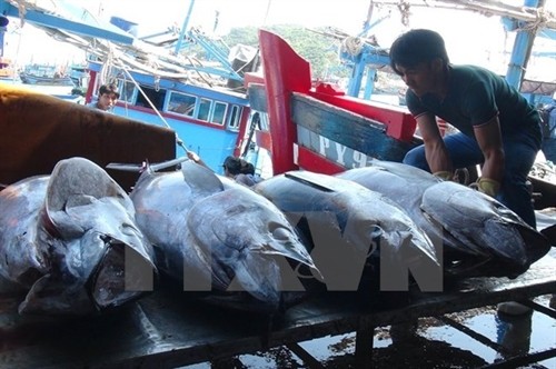越中联合举办北部湾渔业资源增殖放流与养护活动