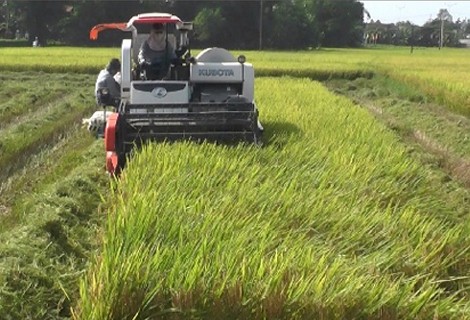 Thừa Thiên - Huế đầu tư gần 1.200 tỷ đồng tái cơ cấu ngành nông nghiệp
