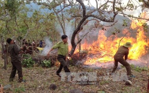 Bình Định tăng cường phòng cháy chữa cháy rừng