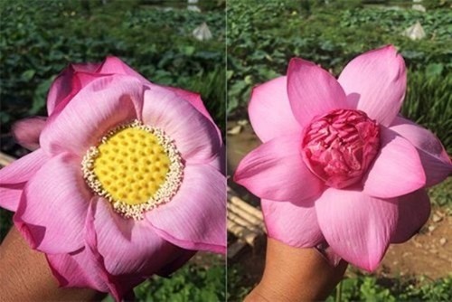 Cách phân biệt hoa sen với hoa quỳ