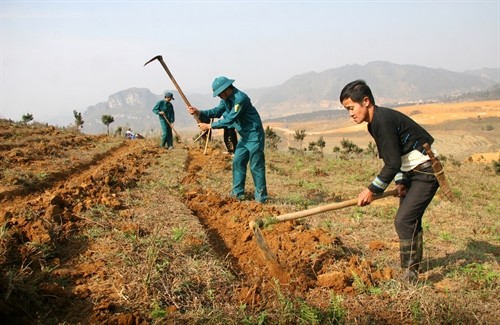 Lai Châu hỗ trợ giống cây chè để bà con dân tộc phát triển sản xuất