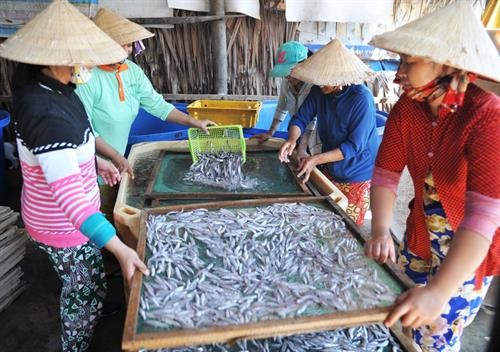 Phát triển nghề làm cá cơm ở Thổ Châu