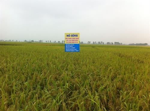 Cấy lúa theo hiệu ứng hàng biên - hướng phát triển nền nông nghiệp sạch