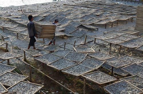 Phát triển nghề làm cá cơm ở xã đảo Thổ Châu