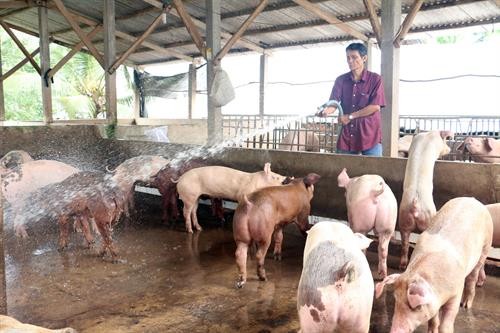 Giá lợn hơi ở Bến Tre đã tăng trở lại 4 triệu đồng/tạ